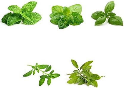 Herb Garden Seeds Collection - 5 Culinary Herb Seeds Pack - Organic Basil, Mint, Oregano, Sage and Thyme Seeds, Heirloom Non-GMO Seeds for Planting