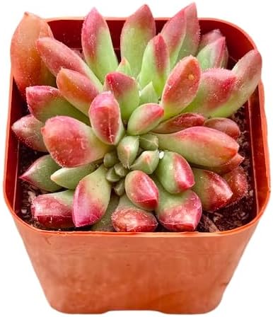 2" Sedeveria Pink Ruby Unique Succulents Plants Live, Live Starter Succulent Plants, Easy Care House Plants Rooted in Succulent Soil Mix, by The Succulent Cult