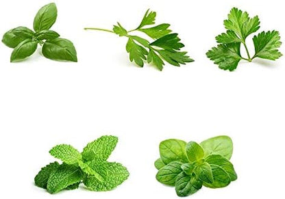 Herb Garden Seeds Collection - 5 Culinary Herb Seeds Pack - Organic Basil, Mint, Parsley, Cilantro and Oregano Seeds, Heirloom Non-GMO Seeds for Planting