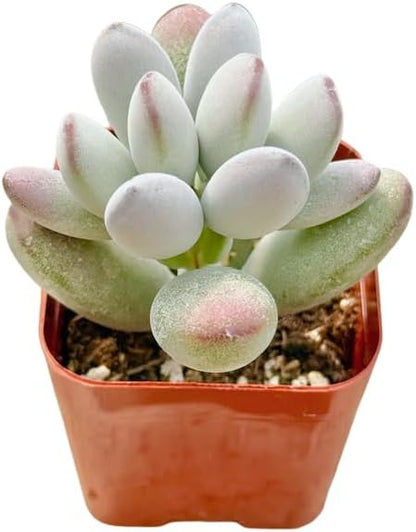 2" Cotyledon Orbiculata Silver Peak Unique Succulents Plants Live, Live Starter Succulent Plants, Easy Care House Plants Rooted in Succulent Soil Mix, by The Succulent Cult