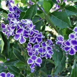 Duranta Tree Live Plant - Purple Showers - Overall Height 36" to 42" - Tropical Plants of Florida (Plant in Growers Pot)