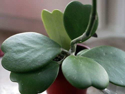 Amazing Sweetheart Waxplant - Hoya Kerri -2" Pot