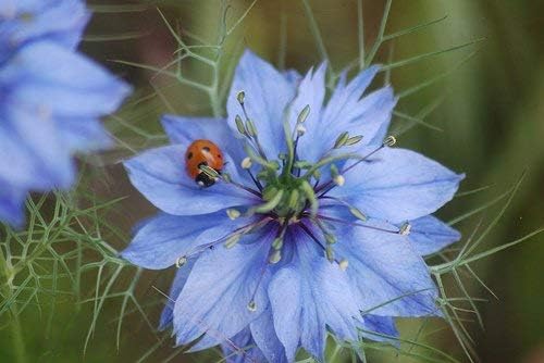 Non GMO Love in a Mist Flower Seeds Nigella damascena (1 Lb) 224,000 Seeds