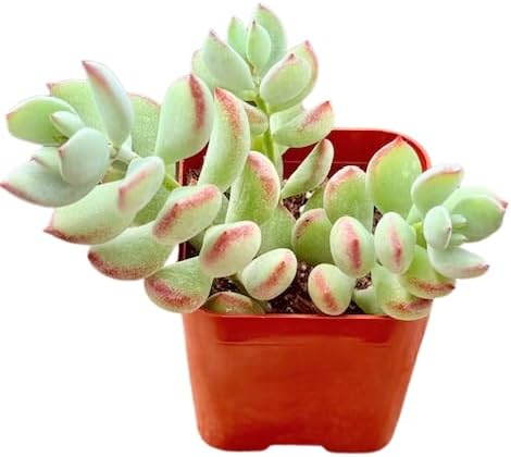 Succulents Plants Live 2" Cotyledon Pendens, Live Mini Succulent Plants, Easy Care House Plants Rooted in Succulent Soil Mix, by The Succulent Cult