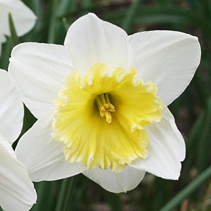 White Daffodil Flower Bulbs (Ice Follies) - 500 Bulbs per Pack - Deer Resistant - Good as Cut Flowers - Good for Indoor Forcing - Naturalizing - Perennializing