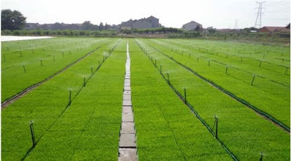 Drip Irrigation Micro Sprinkler Heads: 12 pcs G Type 360 Degree Spray Nozzles for Gardening Lawn Micro-Spray Watering System