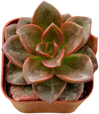 2" Unique Succulents Plants Live, Live Starter Succulent Plants, Easy Care House Plants Rooted in Succulent Soil Mix, by The Succulent Cult (Echeveria Melaco)