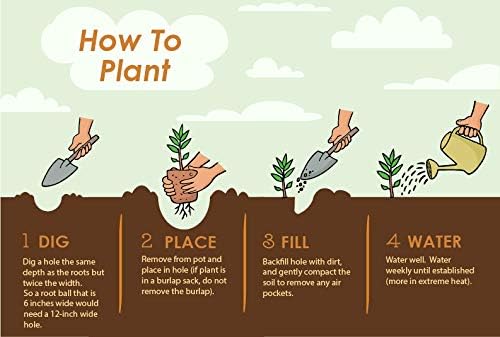 Brighter Blooms - Thuja Green Giant, 5-6 Feet - Live Plant - No Shipping to AK, AZ, HI, OR