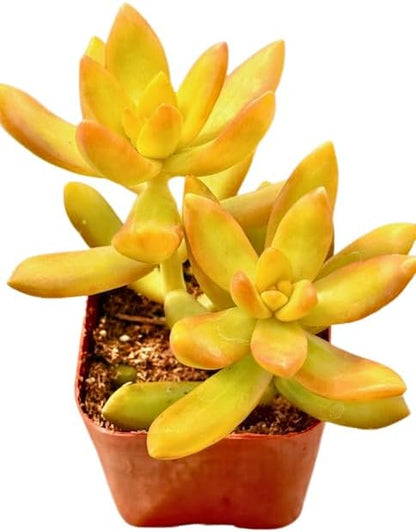 2" Sedum Coppertone Unique Succulents Plants Live, Live Starter Succulent Plants, Easy Care House Plants Rooted in Succulent Soil Mix, by The Succulent Cult