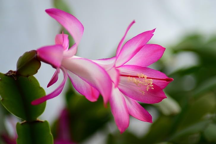 Live Christmas Cactus Plant in 4 Inch Pot, Pink Blooming Holiday Succulent, Indoor Thanksgiving Decor