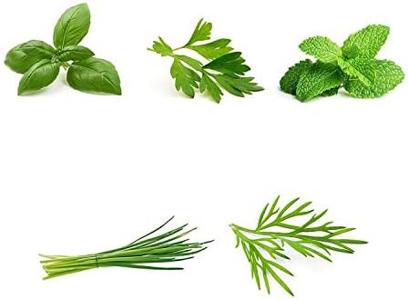 Herb Garden Seeds Collection - 5 Culinary Herb Seeds Pack - Organic Basil, Parsley, Mint, Chives and Dill Seeds, Heirloom Non-GMO Seeds for Planting