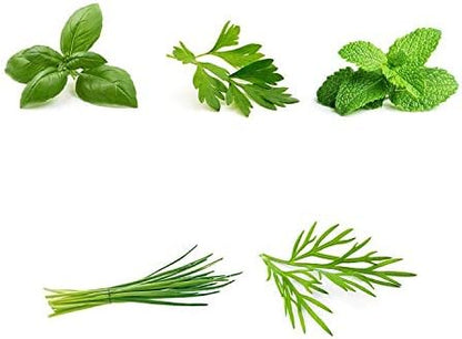 Herb Garden Seeds Collection - 5 Culinary Herb Seeds Pack - Organic Basil, Parsley, Mint, Chives and Dill Seeds, Heirloom Non-GMO Seeds for Planting