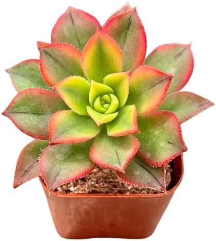 2" Aeonium Kiwi Tricolor Unique Succulents Plants Live, Live Starter Succulent Plants, Easy Care House Plants Rooted in Succulent Soil Mix, by The Succulent Cult