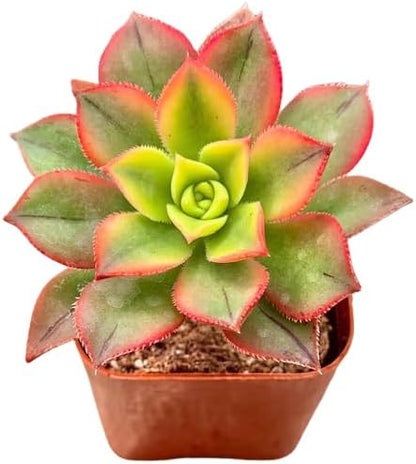 2" Aeonium Kiwi Tricolor Unique Succulents Plants Live, Live Starter Succulent Plants, Easy Care House Plants Rooted in Succulent Soil Mix, by The Succulent Cult