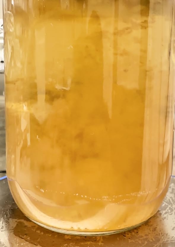 Premium 28oz Liquid Culture Kit XL | Easy Spore Germinating & Mushroom Cloning System