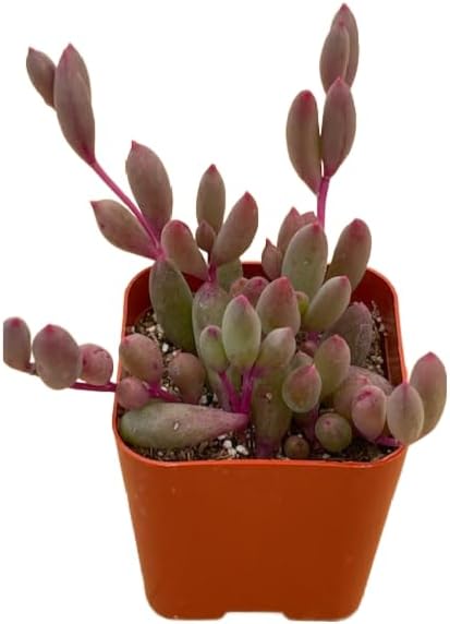 Succulents Plants Live 2" Othonna Capensis Ruby Necklace, Live Mini Succulent Plants, Easy Care House Plants Rooted in Succulent Soil Mix, by The Succulent Cult