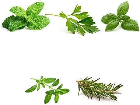 Herb Garden Seeds Collection - 5 Culinary Herb Seeds Pack - Basil, Mint, Parsley, Thyme and Rosemary, Heirloom Seeds for Planting