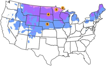 Black Spruce Live Tree Plug Seedlings | 6"-12" | Arbor Day Foundation (5-Pack)
