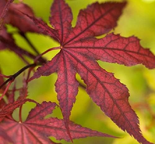Purple Ghost Japanese Maple - Live Plant - Trade Gallon Pot