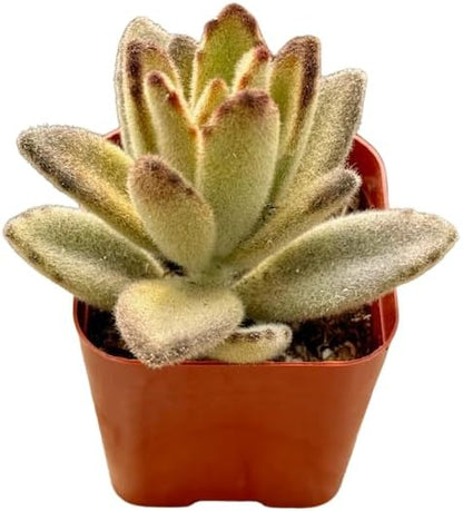 2" Unique Succulents Plants Live, Live Starter Succulent Plants, Easy Care House Plants Rooted in Succulent Soil Mix, by The Succulent Cult (Kalanchoe Tomentosa Chocolate Soldier)