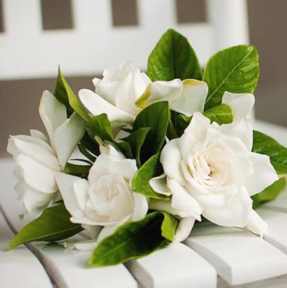 Gardenia Mystery - Gardenia Jasminoides. Hardy Evergreen Shrub with Large, Sweetly Fragrant White Flowers, Ideal for Landscaping and Container Gardening (2 Gardenia Mystery Plants in Cup)