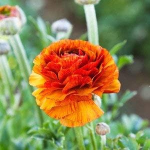 Easy to Grow Ranunculus Tecolote Cafe 10 Plant Bulbs - Unique Bronze, Red & Yellow Flowers in Spring Full Sun Outdoor Zones 8-10, Mediterranean Carlsbad Flower Fields