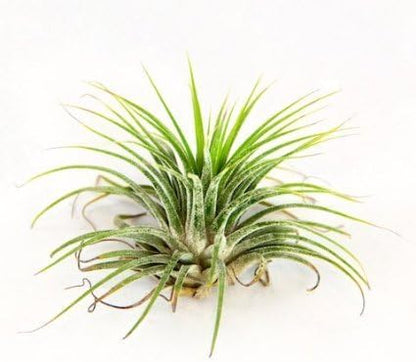 3 Pack Jumbo Air Plant Ionantha Guatemala 'Macho' - Live Tillandsia Succulent House Plants - Available in Wholesale and Bulk - Home and Garden Decor - Easy Care Indoor/Outdoor Air Plants