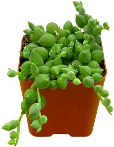 Succulents Plants Live 2" String of Tears, Live Mini Succulent Plants, Easy Care House Plants Rooted in Succulent Soil Mix, by The Succulent Cult
