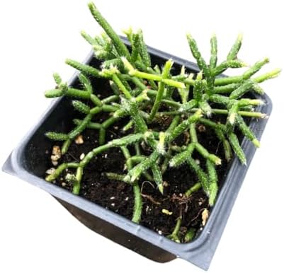 Organic Mistletoe Cactus (Rhipsalis pilocarpa) in 2.5 inch Pot, Hairy-Fruited Wickerware Cactus, Live Rhipsalis pilocarpa Plant, Hairy Pencil Cactus Plant by Smoke Camp Crafts