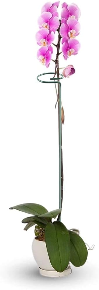 HiGift 20 Pack 24 Inch Plant Support Stakes, Single Stem Flower Support Stakes and Rings for The Garden, Metal Garden Stakes for Tall Plant Vegetables Amaryllis Orchid Lily Sunflower Rose Narcissus