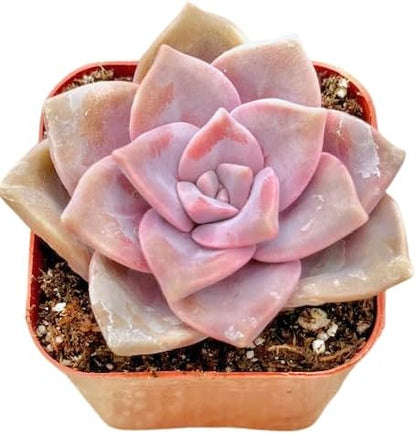 2" Graptopetalum Purple Delight Unique Succulents Plants Live, Live Starter Succulent Plants, Easy Care House Plants Rooted in Succulent Soil Mix, by The Succulent Cult