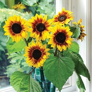 Park Seed 'Helios Flame' Hybrid Sunflower Seeds – Golden Yellow Bicolor Blooms with Mahogany Rings, Easy to Grow Spring Variety for Cutting and Pollinator Gardens, Pack of 25