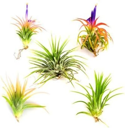 3 Pack Jumbo Air Plant Ionantha Guatemala 'Macho' - Live Tillandsia Succulent House Plants - Available in Wholesale and Bulk - Home and Garden Decor - Easy Care Indoor/Outdoor Air Plants