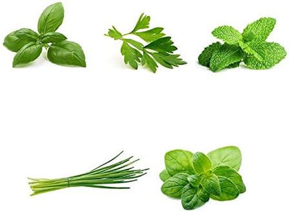 Herb Garden Seeds Collection - 5 Culinary Herb Seeds Pack - Organic Basil, Parsley, Mint, Chives and Oregano Seeds, Heirloom Non-GMO Seeds for Planting
