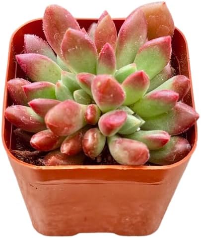 2" Sedeveria Pink Ruby Unique Succulents Plants Live, Live Starter Succulent Plants, Easy Care House Plants Rooted in Succulent Soil Mix, by The Succulent Cult