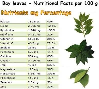 Mediterranean Bay Leaf, Bay Laurel Live Plant. Saratoga/Standard Varieties - Laurus Nobilis. Fragrant, Fresh, Edible. Pots/Ground Planting. Mild/Strong Flavor (2 Srtg + 2 Std Bay Plants in Sac)