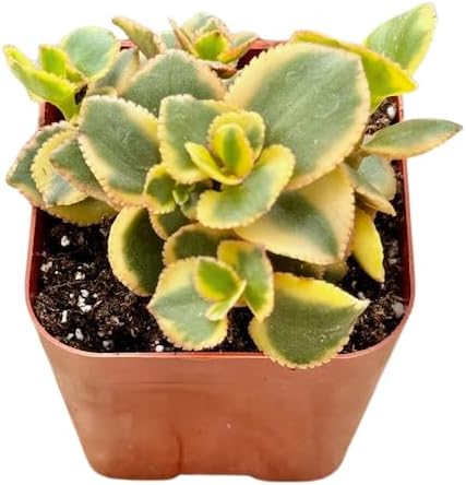 2" Sedum Sunsparkler Lime Unique Succulents Plants Live, Live Starter Succulent Plants, Easy Care House Plants Rooted in Succulent Soil Mix, by The Succulent Cult