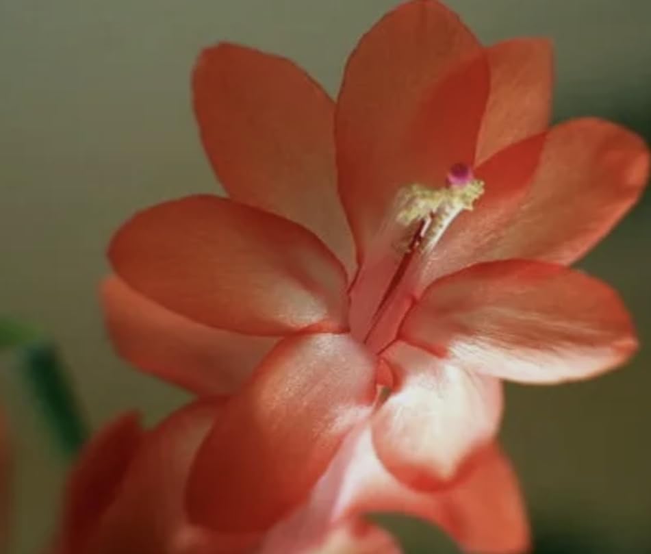 Live Christmas Cactus Plant in 4 Inch Pot, Holiday Succulent, Orange Blooming Indoor House Plant