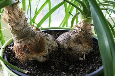 Premium Nolina Plant Soil Mix by Gardenera - Stimulate Growth and Elevate Unique Beauty with Nourishing Formula - 5 Quart