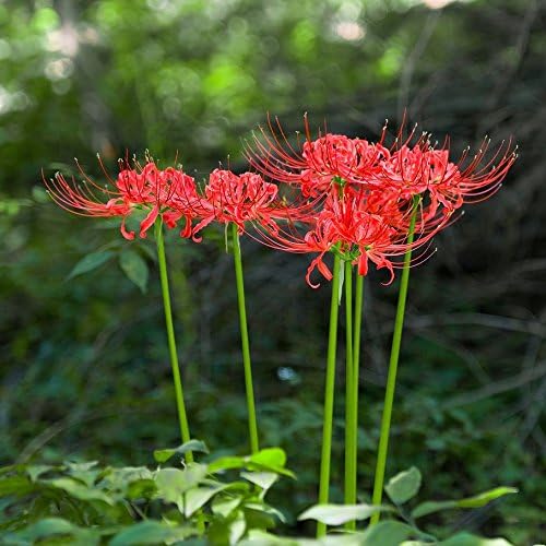 Easy to Grow Lycoris Red 'Spider Lily' Plant Bulbs (3 Pack) - Red Flowering Blooms in Summer to Fall Gardens
