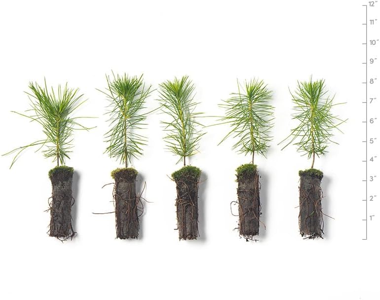 White Pine Live Tree Seedlings Plug | 6"-12" | Arbor Day Foundation - (Due to Agricultural Laws, Unavailable to AZ, CA, ID, ME, MT, OR or UT) (5-Pack)