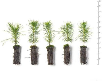 White Pine Live Tree Seedlings Plug | 6"-12" | Arbor Day Foundation - (Due to Agricultural Laws, Unavailable to AZ, CA, ID, ME, MT, OR or UT) (5-Pack)