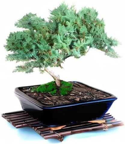 Live Dwarf Juniper Bonsai Tree 15+Years Old | Juniper or Jade Bonsai Tree | Indoor/Outdoor | 100% Handcrafted| Home and Office Décor | Best Gift for Holiday (style4)