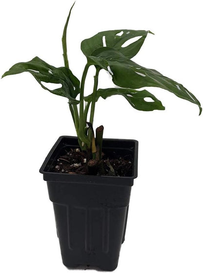 Swiss Cheese Plant - Monstera adansonii - 2.5" Pot