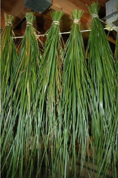 Organic Sweetgrass Live Plant 3" Pot - Vanilla Grass, Buffalo Grass - Native Herb for Smudging, Healing, Spiritual