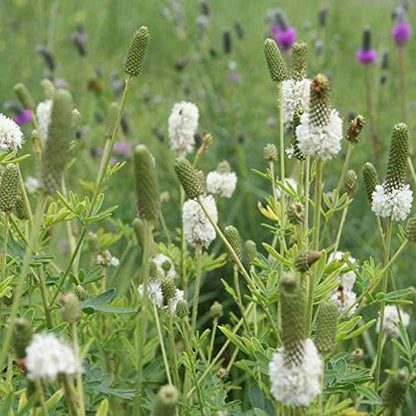 Outsidepride White Prairie Clover Seeds - 1000 Pcs Perennial Seeds for Planting, Easy to Grow, Drought & Heat Tolerant, High Protein Forage for Livestock, Ideal for Meadow Gardens, & Xeriscaping