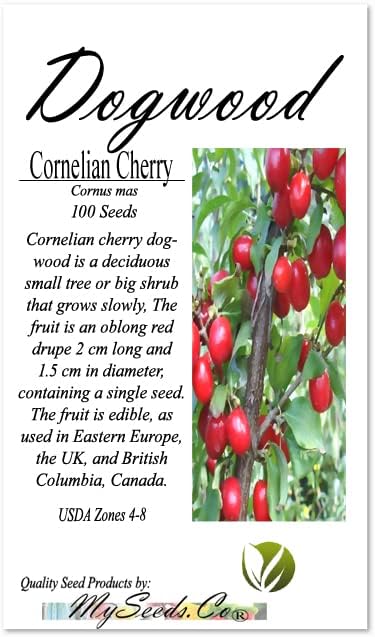 Cedar, Dogwood, Pine, Redwood, Spruce, Tree Seed by MySeeds.Co, You Choose The Color n Quantity (1 Pack, Cornelian Cherry - Big Pack)