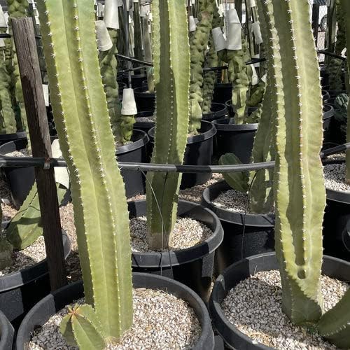 Cactus Outlet - Senita Live Cactus, Cactus Plants Live, Live Plants Indoor & Outdoor Use 36”+ - Large Live Cactus - Landscape Ready Large Cactus Plant Live Delivered Right to Your Door