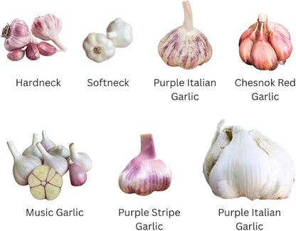 1 Pound Garlic for Planting in Fall Mix Random Softneck Hardneck, 8-10 Assorted Garlic Bulbs for Planting, Fresh and High Yield Bulb Variety Pack, Hardy and Fast Growing