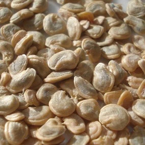 Greenhouse PCA Red Cactus Pear Seeds (Optunia Ficus-Indica), 10 Count, Drought Tolerant, Year-Round Planting, Sand Soil, Seeds